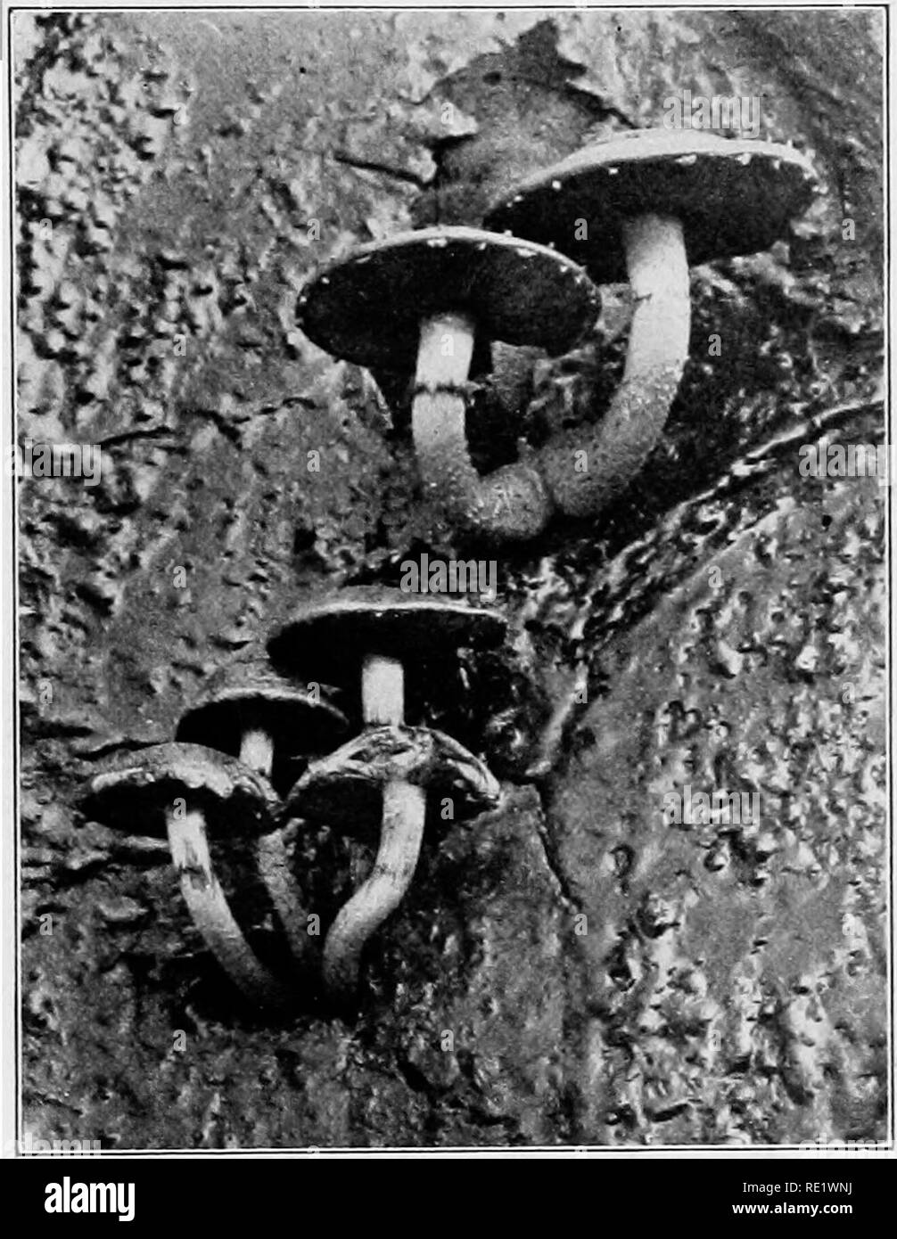 Geotropism Black and White Stock Photos & Images - Alamy