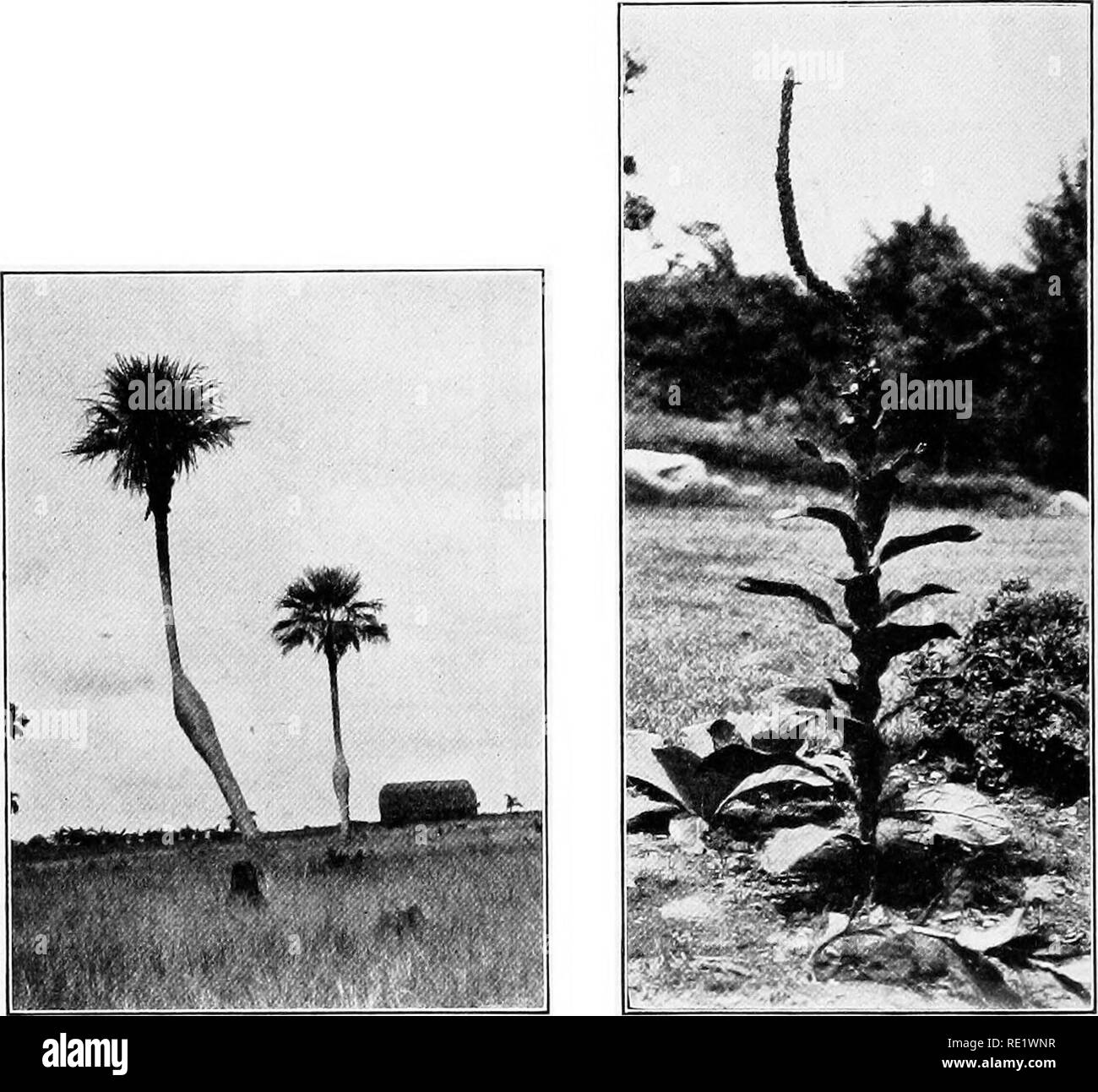 . Fundamentals of botany. Botany. 130 THE VEGETATIVE FUNCTIONS OF PLANTS tion between the curvature and the tip is parallel to the plumb-line. Examination of the ink-marks will show that the zone of curvature is the same as the zone of maximum. Fig. 87.—Positive geotropism in a barrigona palm {Colpotkrinax Wrightii). By some accident the palm, when younger, had been bent over. (Photo by the author.) Fig. 88.—Mullein {Verbascum thapsus) showing geotropic recov- ery of the terminal inflorescence, after having been bent over. growth in length. The stimulus of gravity has modified the distribution Stock Photo
