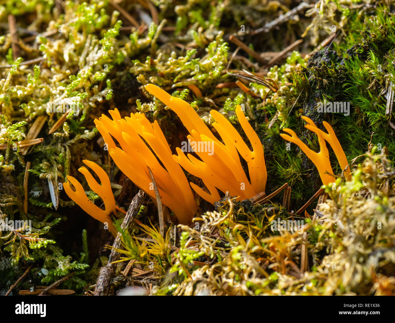 Yellow Stag's Horn Fungus (Calocera viscosa Stock Photo Alamy