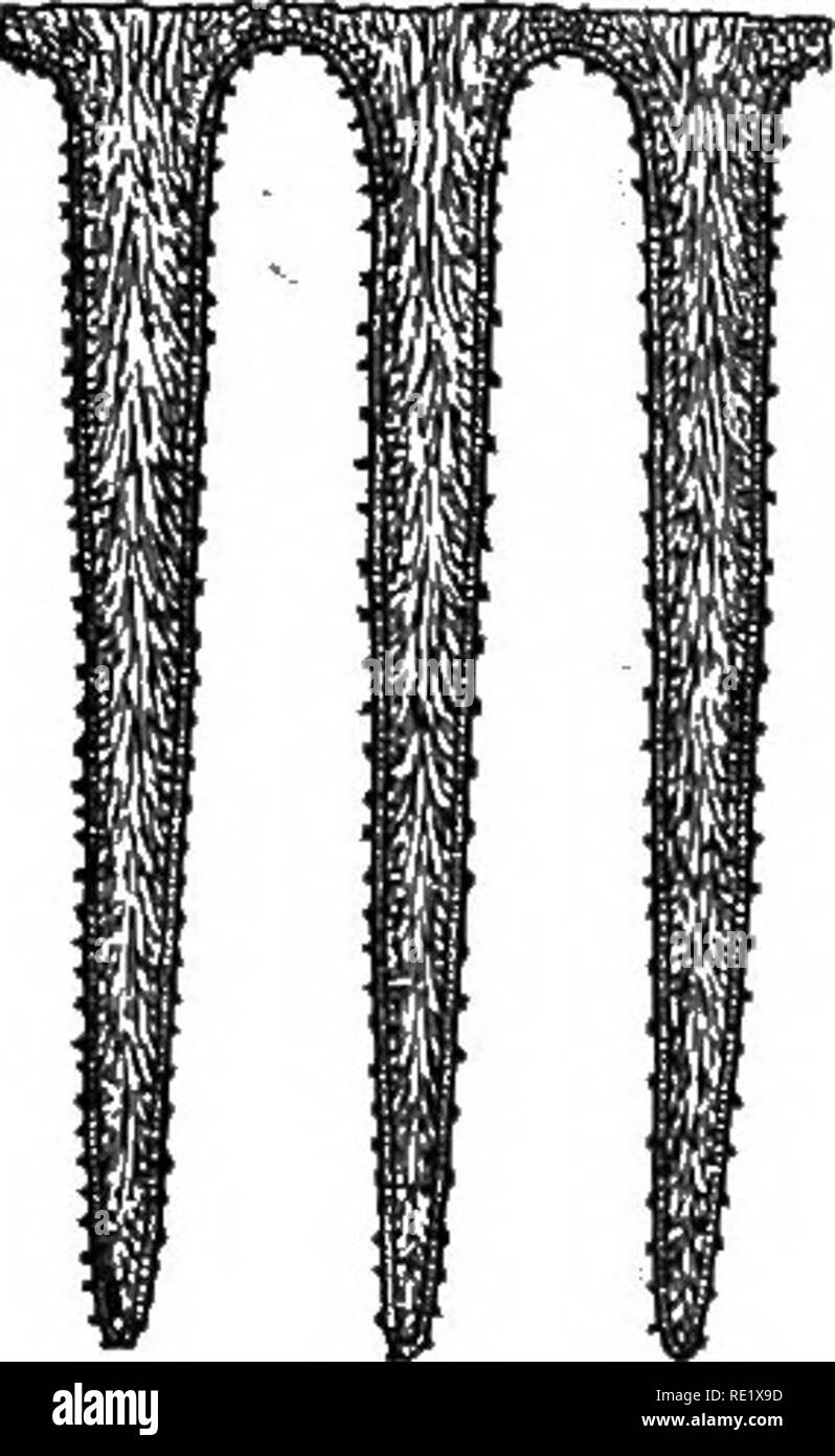 . Practical botany. Botany. THE BASIDIUM FUNGI (BASIDIOMYCETES) 249. Fig. 203. Gills of a toadstool On the faces of the gills the spores are formed. Seven and one-half times natural size. AfterBuller end of the stalk {stipe) (Fig. 20:^). As the pileus opens, it is joined to the:fetallv beneath by means of a layer of hyphae (the veiV). This in some species, in breaking away from the pileus, forms a ring or annidus about the stalk. The underside of the pileus is made up of plate-lilie growths (^gills'), which radiate from the point of attachment to the stalk. The flat surfaces of the adja- cent  Stock Photo