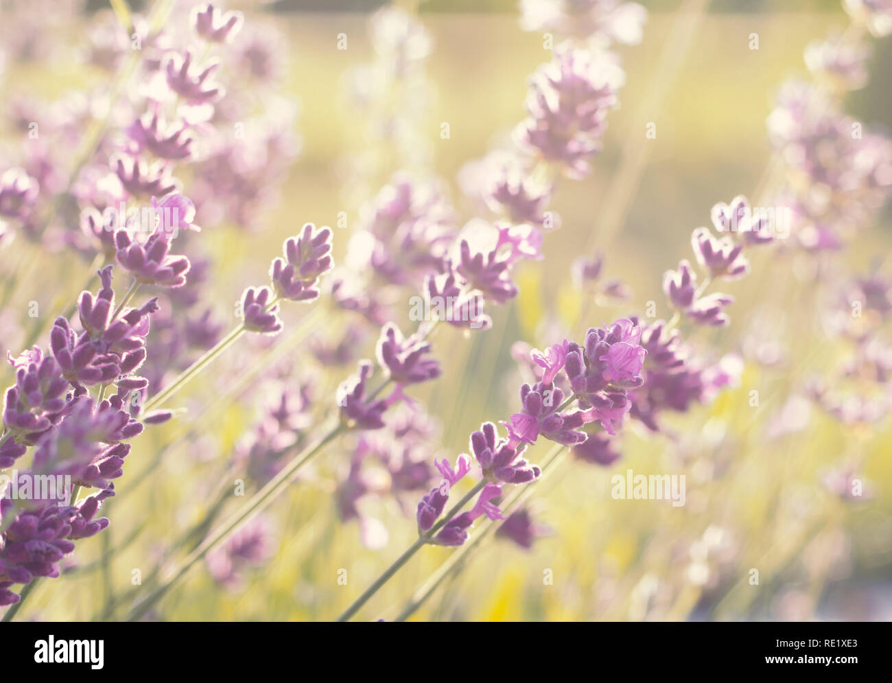 closeup of growing lavender flowers in garden Stock Photo
