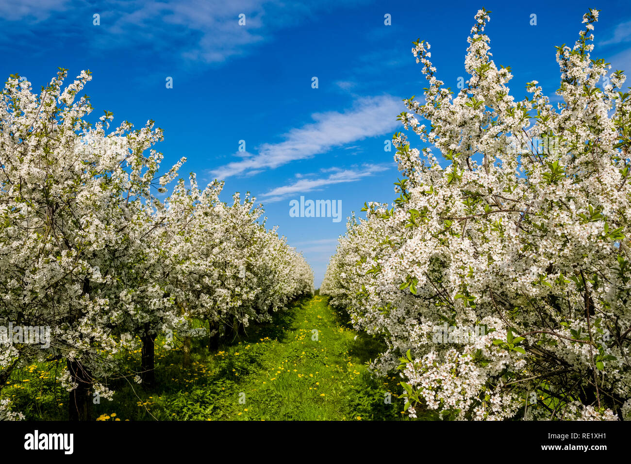 Blooming cherry trees in an orchard Stock Photo
