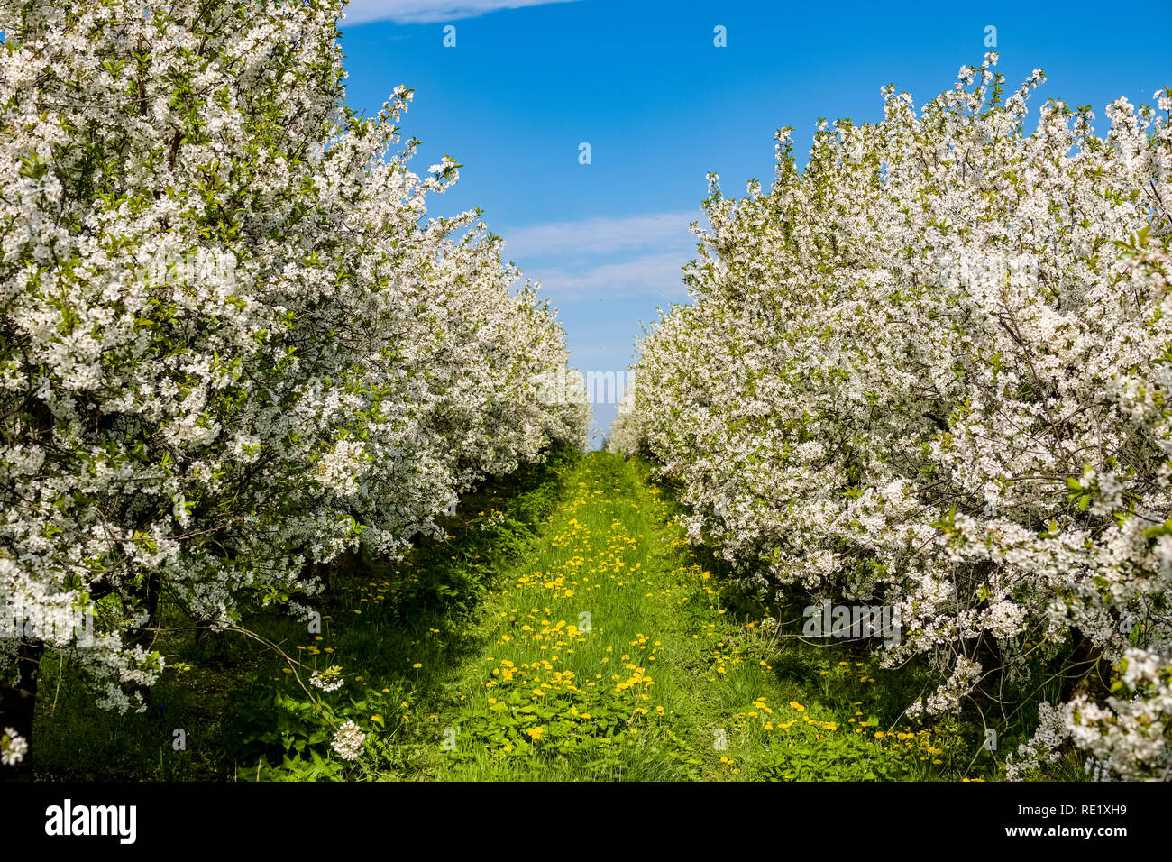 Blooming cherry trees in an orchard Stock Photo - Alamy