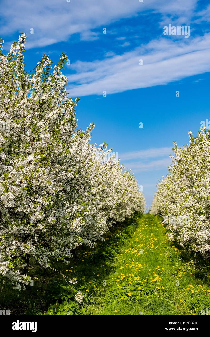 Blooming cherry trees in an orchard Stock Photo - Alamy