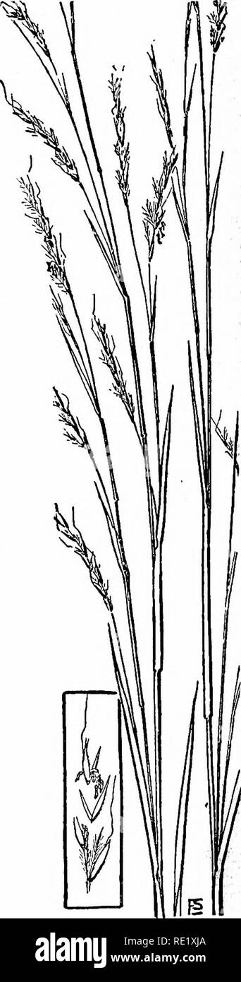 . The book of grasses; an illustrated guide to the common grasses, and the most common of the rushes and sedges. Grasses; Juncaceae; Cyperaceae. Gama Grass Tripsacum dactyloides Beard-gra^ Andropogon scoparius 50. Please note that these images are extracted from scanned page images that may have been digitally enhanced for readability - coloration and appearance of these illustrations may not perfectly resemble the original work.. Francis, Mary Evans. Garden City, N. Y. , Doubleday, Page &amp; Co. Stock Photo