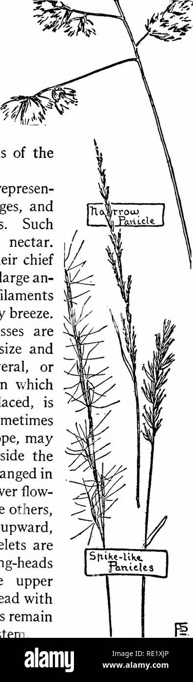 . The book of grasses; an illustrated guide to the common grasses, and the most common of the rushes and sedges. Grasses; Juncaceae; Cyperaceae. The Book of Grasses. on the way toward a grass-like appearance. The three stamens of many grasses suggest the characteristic, three-parted form of the true Hlies, while the flower- ing scale and palet of each grass blossom are a reminder of the lily calyx, the two green keels of the palet suggesting that two divisions of the calyx have been merged in one. Our wind-fertilized flowers are represen- ted chiefly by the grasses and sedges, and by early blo Stock Photo