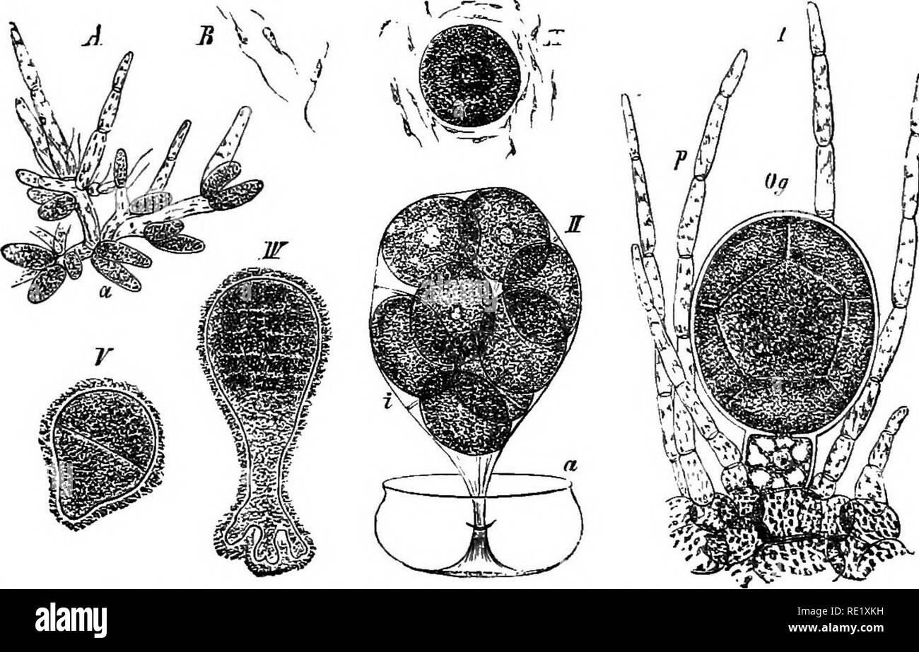 . A handbook of cryptogamic botany. Cryptogams. 234 ALGJE the conceptacle. The outer layer of the double wall of the oogone bursts, the inner layer still continuing to enclose the oospheres jn a thin bladder-like membrane. In this form they escape from the conceptacle through the ostiole into the surrounding water, where the remaining membrane is also absorbed. In the meantime the antherids have become detached, the inner layer of the double cell-wall having burst through the outer layer, and collect in large numbers before the ostiole of the female or of the bisexual conceptacles, forming ora Stock Photo