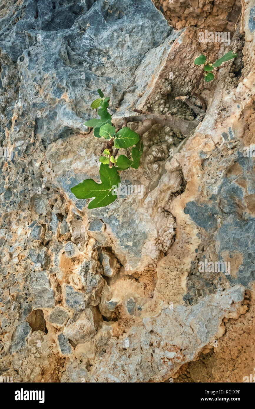 Vertical close-up image of small fig tree with green leaves in dry rocky environment. Plant is growing on yellow and blue gray rock in mountains of Cr Stock Photo