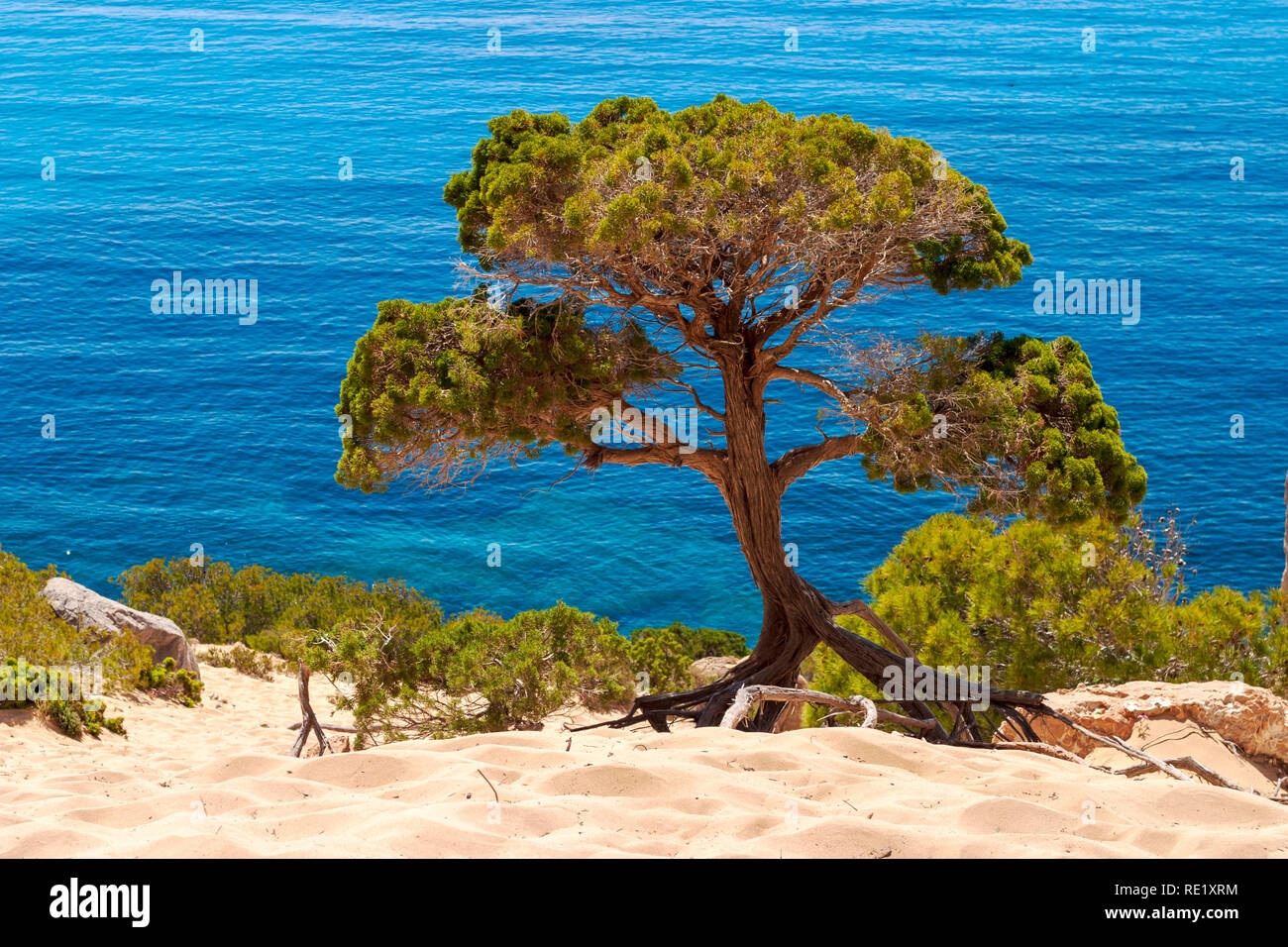 Mediterranean pine on the beach with blue sea in the background, Sa