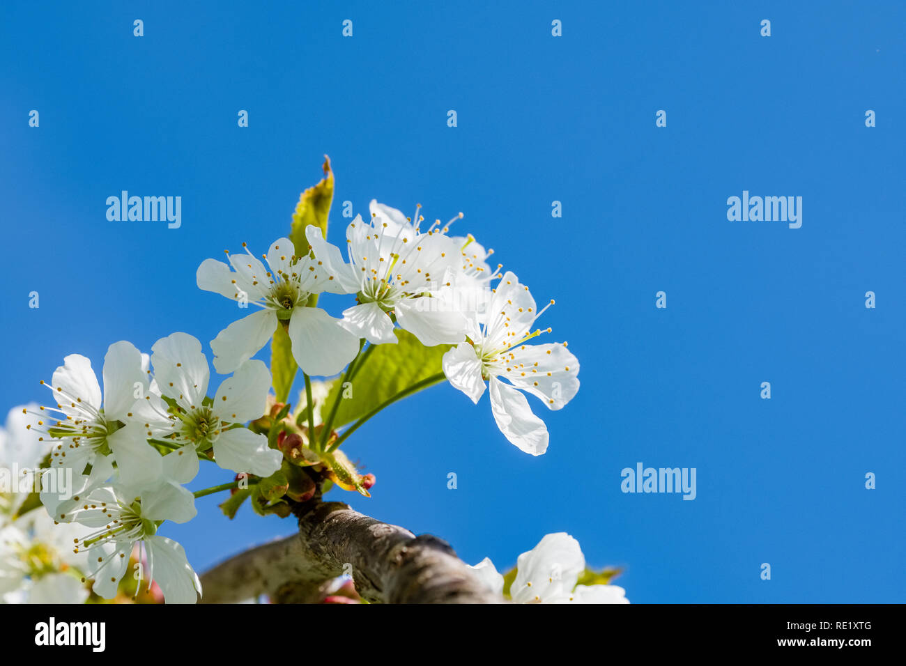 Close-up of blooming cherry trees in an orchard Stock Photo - Alamy
