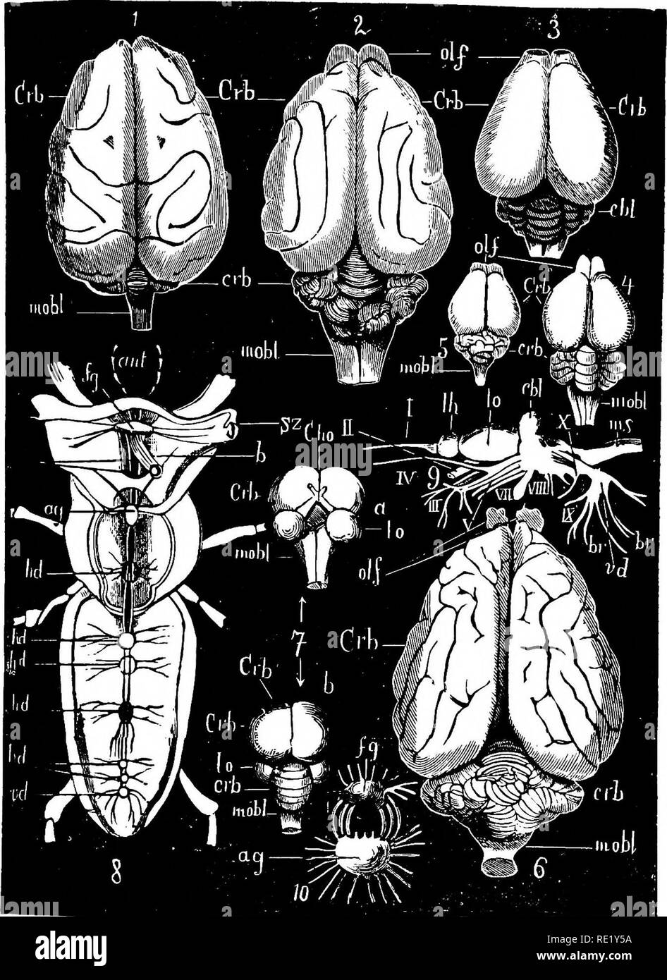 . The physiology of domestic animals ... Physiology, Comparative ...