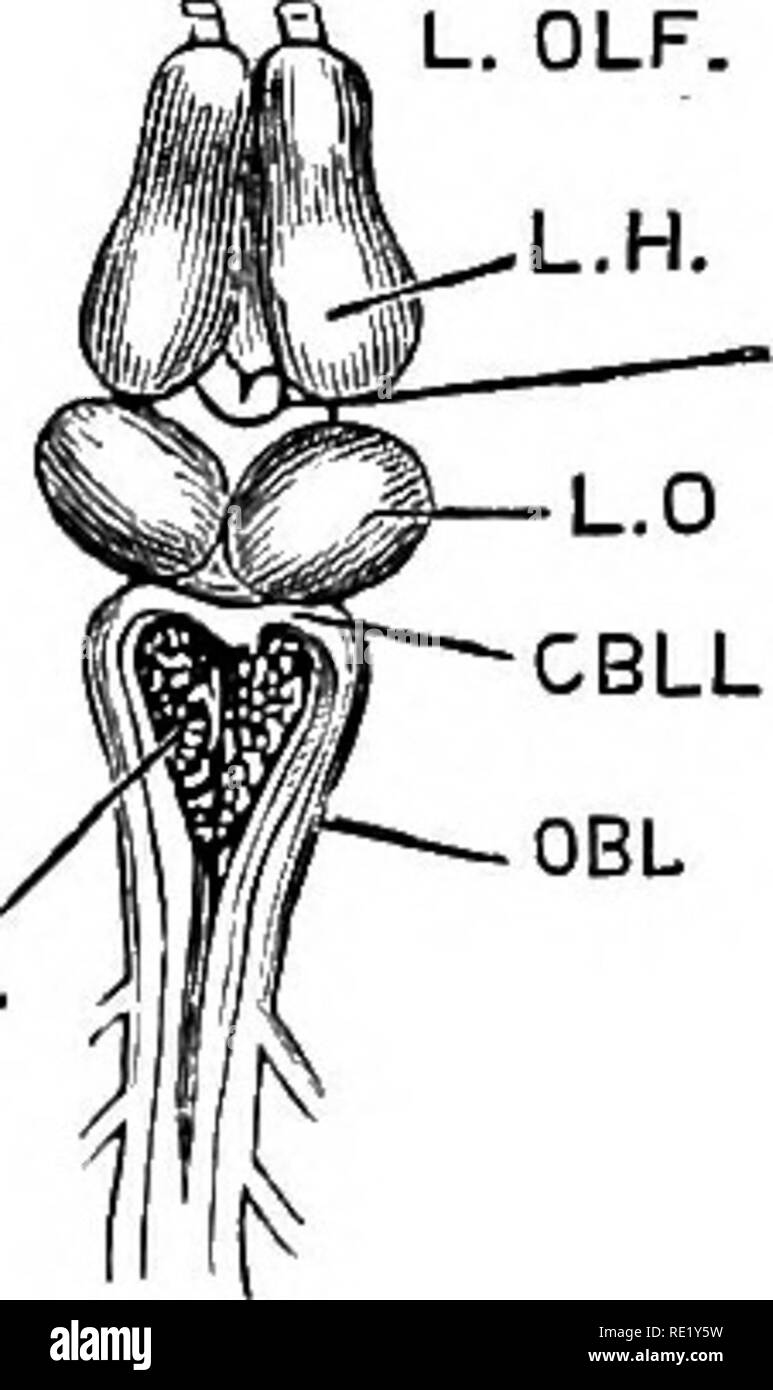 . The physiology of domestic animals ... Physiology, Comparative; Veterinary physiology. Fig. 325.—Brain of Perch, after Cuvier. (Rymer Jones.) A, cerebellum ; B, cerebrum; C, olfactory ganglion ; i, olfactory nerves; D, optic ganglion ; G, supplementary lobe ; H, transverse fibres in the walls of the cerebral ventricle; N, commissure of the optic nerves; P, Q, R, S, T, U, the third, fourth, fifth, sixth, seventh, and eighth pair of cerebral nerves. RH.. VIII. Fig. 326.—Brain of Frog Seen from Above. (iViiftn.) FlG. 324. —BRAIN AND l OI-F olfactory lobes; L.H, hemispherical lobe (fore-brain):  Stock Photo