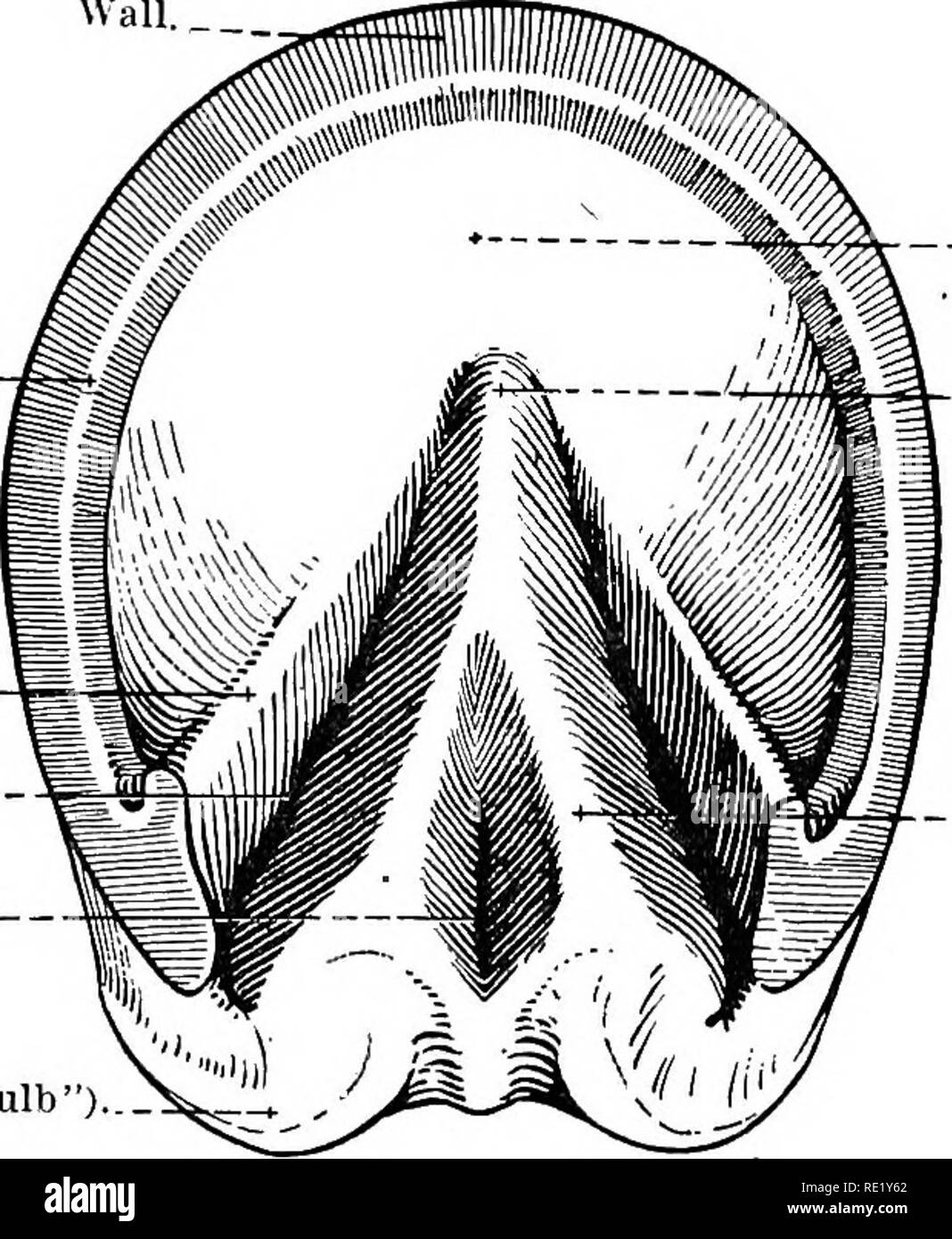 The Topographical Anatomy Of The Limbs Of The Horse Horses