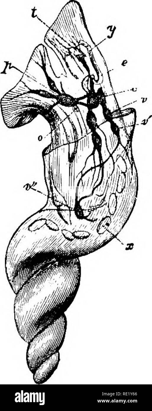 . The physiology of domestic animals ... Physiology, Comparative; Veterinary physiology. Pis. 321.—Nervous System of the Star- Fish. (Cams.) Fig. 322.—Nervous System of a Gas- teropod Mollusk. (Perrier.) c, cerebroid ganglia ; p, pedal ganglia ; o, otocysts ; v,vl,vtt, ganglia of second (esophageal collar; I, ten- tacles ; y, ej-es ; X, excrement. and united to the cephalic ganglion and the oesophageal ring (Fig. 322). These ganglia are frequently connected with others whose locations will vary in different species. In the articulata, represented by the insects, annelida, and crusta- ceans, th Stock Photo