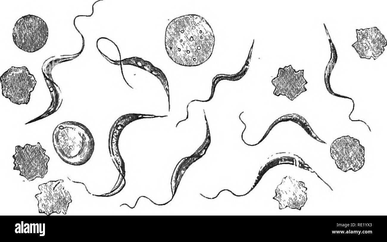 parasite prevention coloring pages