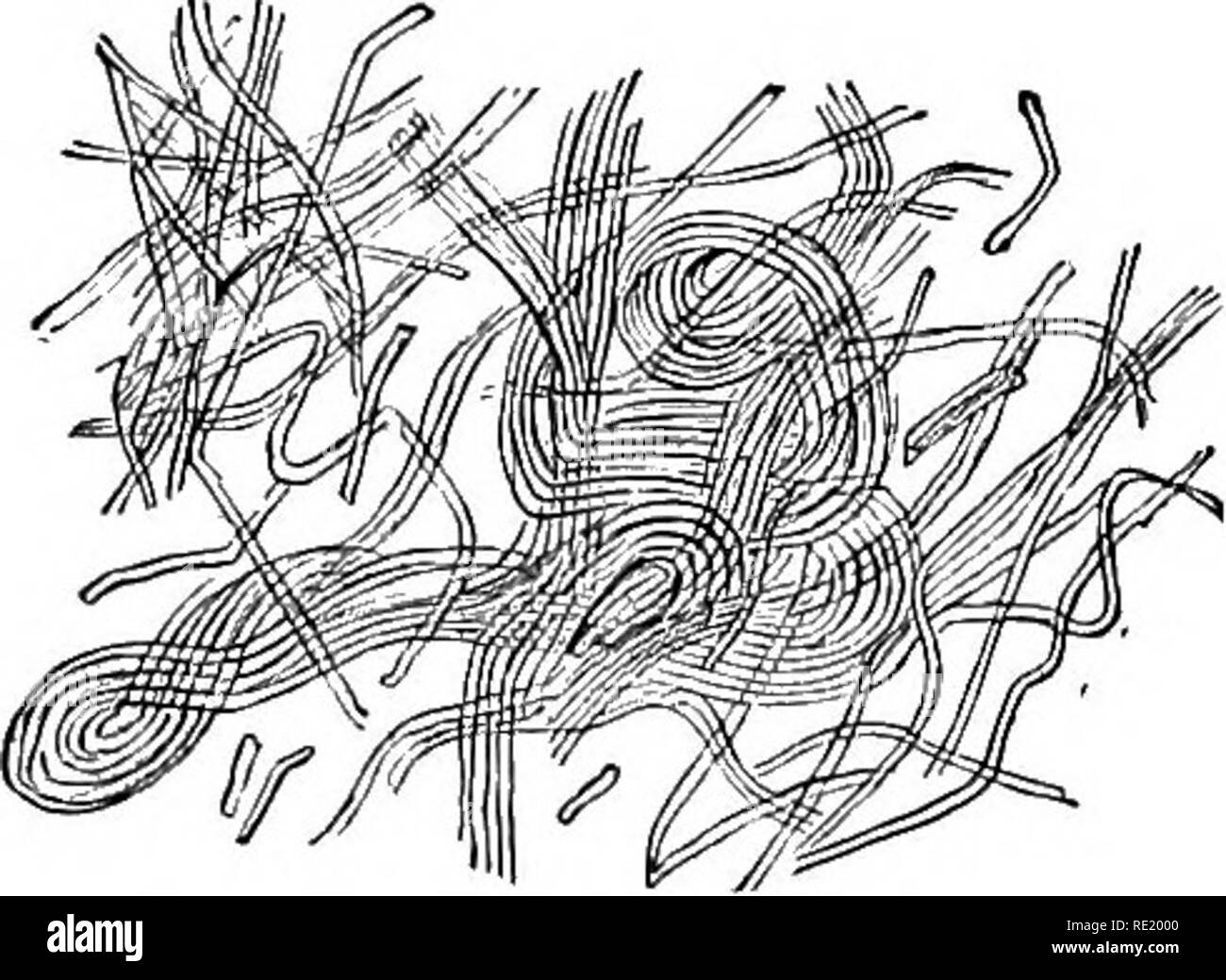 Nutrient requirements Black and White Stock Photos & Images Alamy