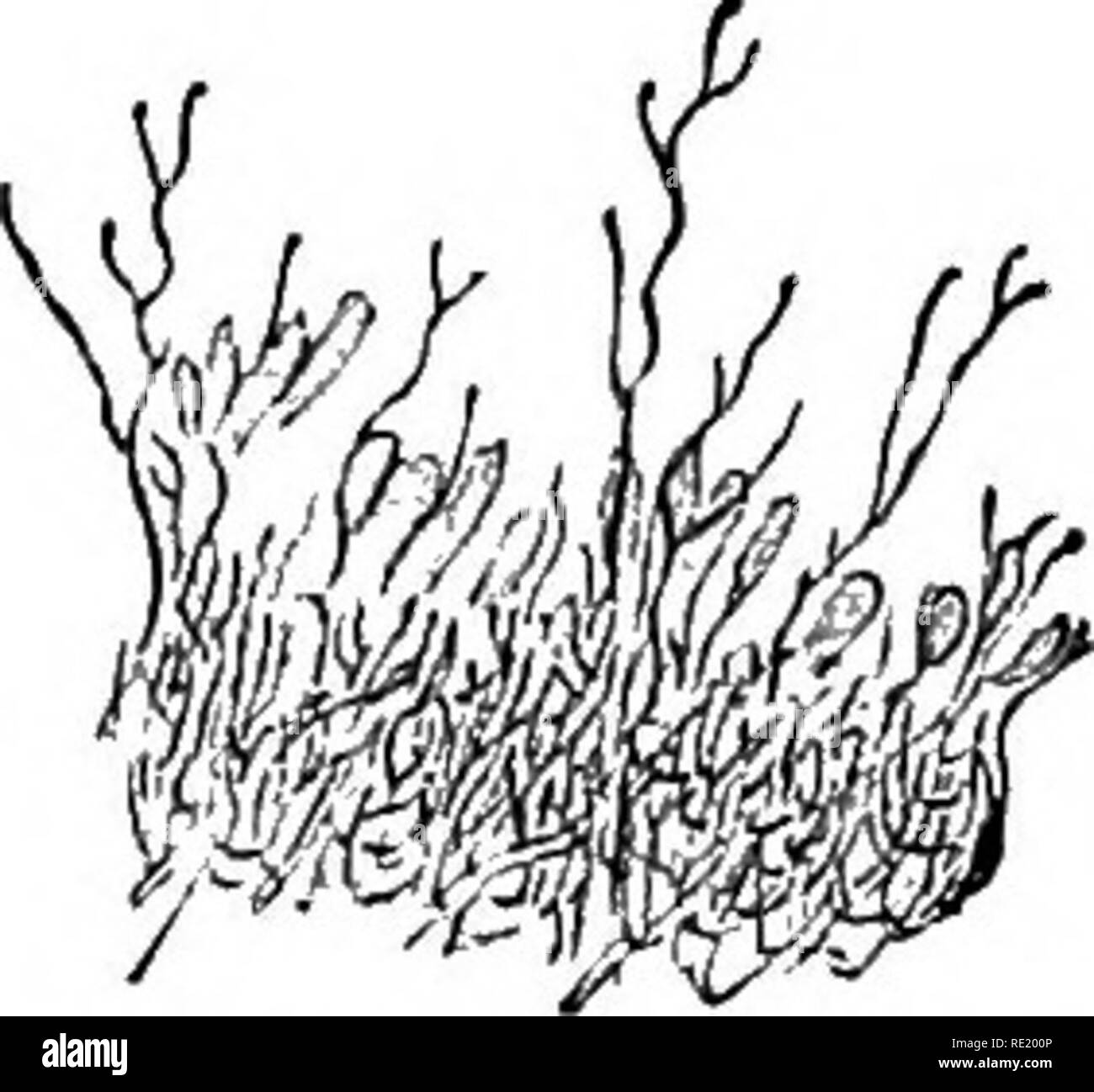 . Atlas and principles of bacteriology and text-book of special bacteriologic diagnosis. Bacteriology. c. Threads with fragments like cocci and club-shaped swellings.. d. Line of growth with threads extending beyond the clubs. 1*.; •$ mm. ^«ii e. Part of a cluster with frag- mentation in the interior.. Please note that these images are extracted from scanned page images that may have been digitally enhanced for readability - coloration and appearance of these illustrations may not perfectly resemble the original work.. Lehmann, K. B. (Karl Bernhard), 1858-1940; Neumann, Rudolf Otto, 1868- join Stock Photo