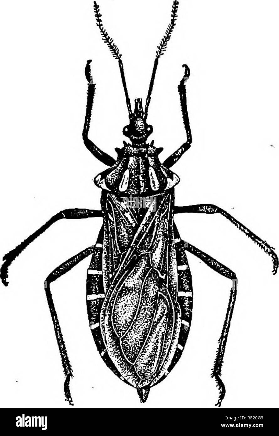 . A text-book upon the pathogenic Bacteria and Protozoa for students of medicine and physicians. Bacteriology; Pathogenic bacteria; Protozoa. American Trypanosomiasis 523 the diagnosis, though if they be found the diagnosis is certain. It is usually much better to inoculate i or 2 cc. of the blood of the suspected case into a guinea-pig and then make frequent examina- tions of its blood. Here, again, the common absence of trypanosome forms from the blood complicates matters. If none can at any time be found, the muscles of the guinea-pig must be examined for the dividing forms of the parasites Stock Photo