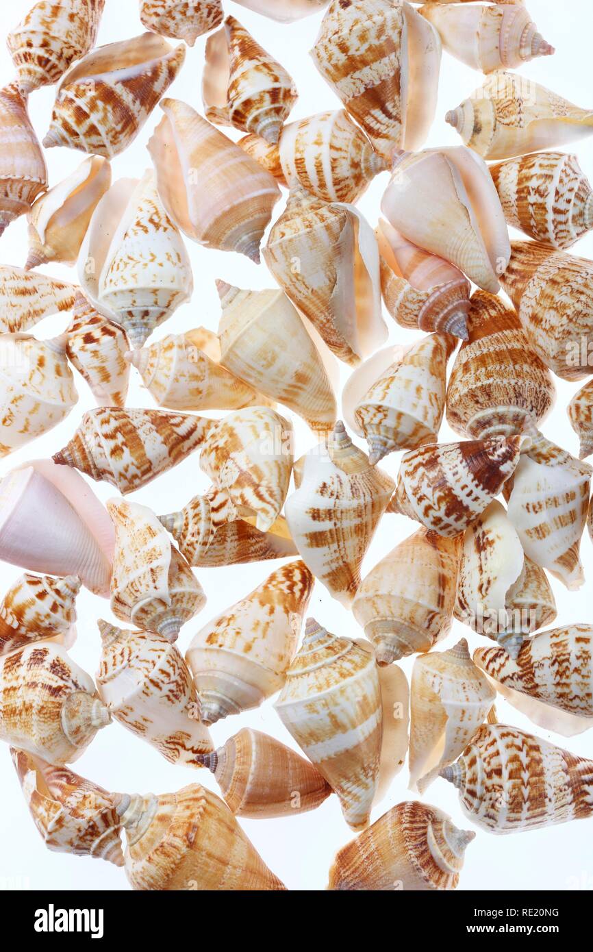 Pictures shells hi-res stock photography and images - Alamy
