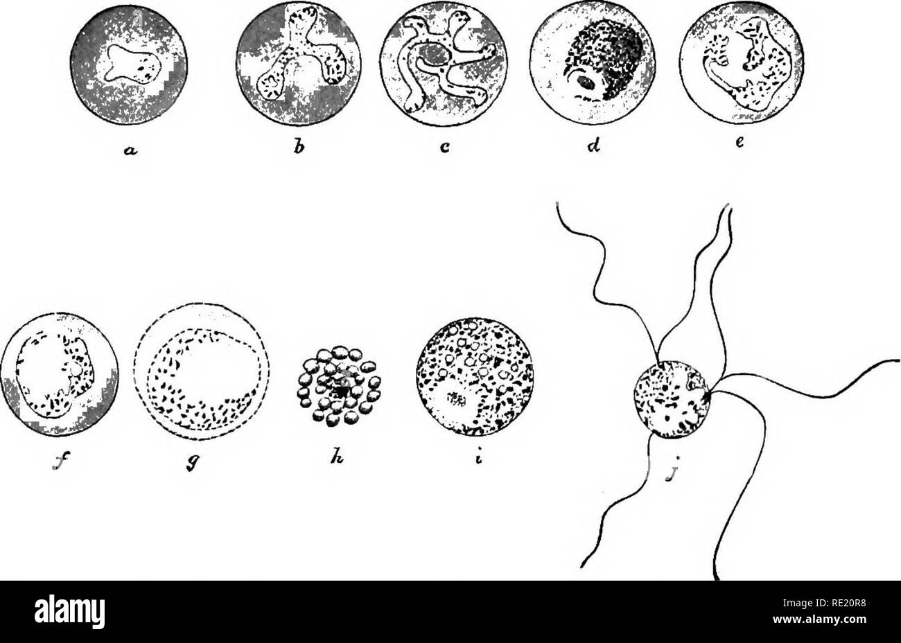 . A text-book upon the pathogenic Bacteria and Protozoa for students of medicine and physicians. Bacteriology; Pathogenic bacteria; Protozoa. The Human Malarial Parasites 481 appear as irregular, ragged, protoplasmic bodies filled with fine pigment granules. In about forty-five hours they completely fill the enlarged corpuscles, and begin to gather their protoplasm into rounded formations in which the pigment is no longer distributed, but occurs in irregular stripes or gathers together into a rounded clump. In a couple of hours the blood-corpuscle has disappeared and the rounded parasite, larg Stock Photo
