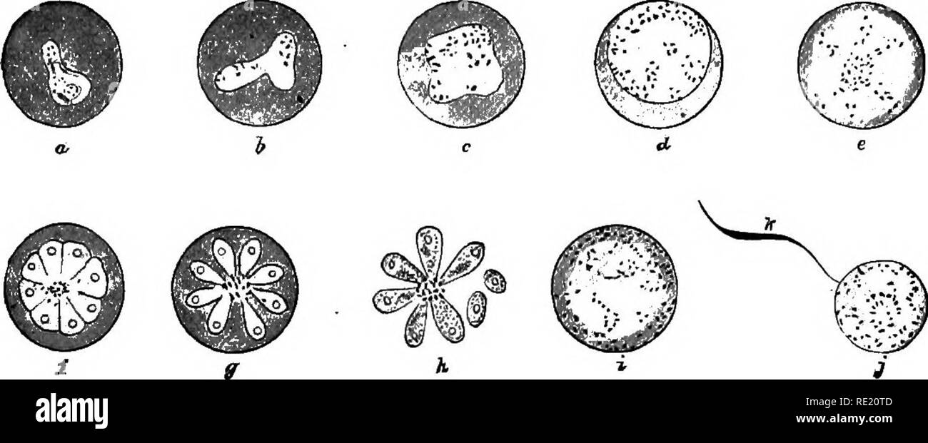 . A text-book upon the pathogenic Bacteria and Protozoa for students of medicine and physicians. Bacteriology; Pathogenic bacteria; Protozoa. The Human Malarial Parasites 479 face, corresponding to the divisions into which it is to segment, the pigment gathers at the center, and the substance undergoes cleavage resulting in the formation of from six to fourteen, but usually eight, spores. It is to be noticed that it is not until a few hours before segmentation that the parasite becomes as large as the corpuscle, and that the corpuscle is never enlarged nor bleached by the presence of the paras Stock Photo