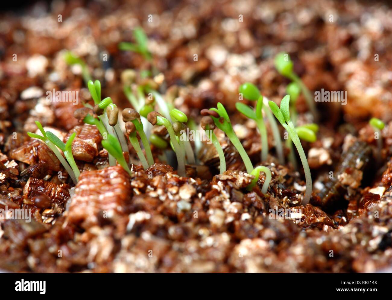 Parts of a seedling hires stock photography and images Alamy