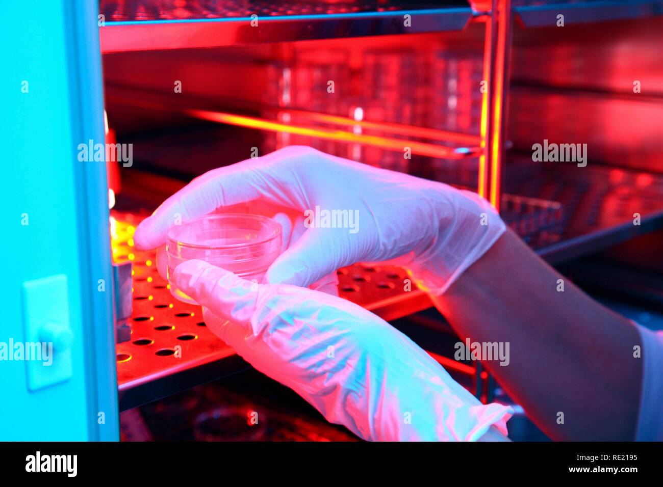 cells hires stock photography and images Alamy