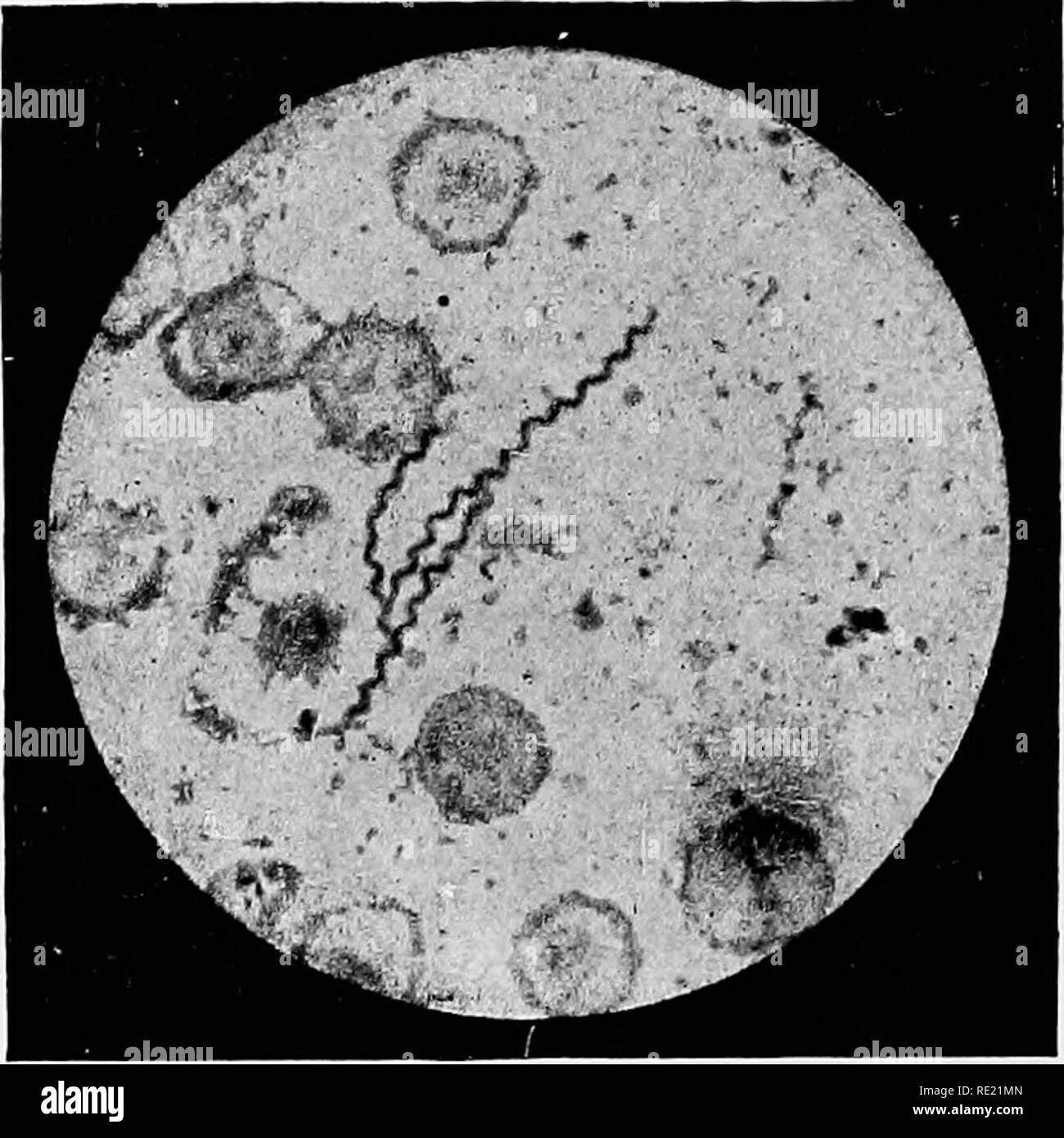 . Clinical bacteriology and haematology for practitioners. Bacteriology