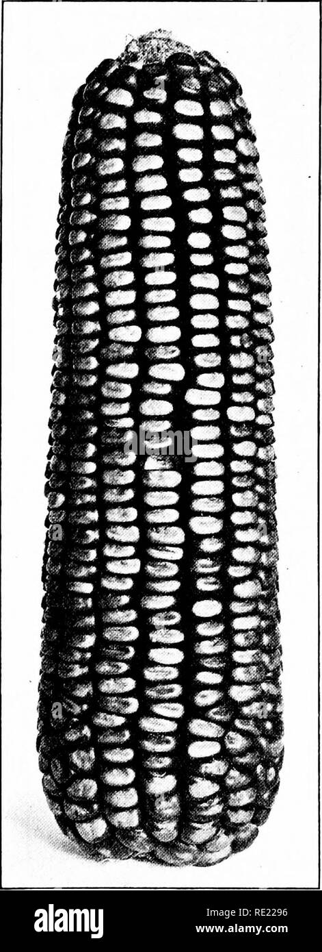 . Maize; its history, cultivation, handling, and uses, with special reference to South Africa; a text-book for farmers, students of agriculture, and teachers of nature study. Corn; Corn. 3o8 MAIZE CHAP. VII. thick, shallow wedge, with shallow crease-dent ; cob, large, white. Synonyms: Ger- man ] 'ellow Horsetooth ; Natal rellow Horsetooth ; Bishop. There are two types in South Africa, known respectively as German Yellow (Fig. 114) 'and Natal Yellow, Horsetooth ; the former is apt to be earlier in maturing and more drought resistant than the latter, but both vary greatly in these re- spects, a Stock Photo