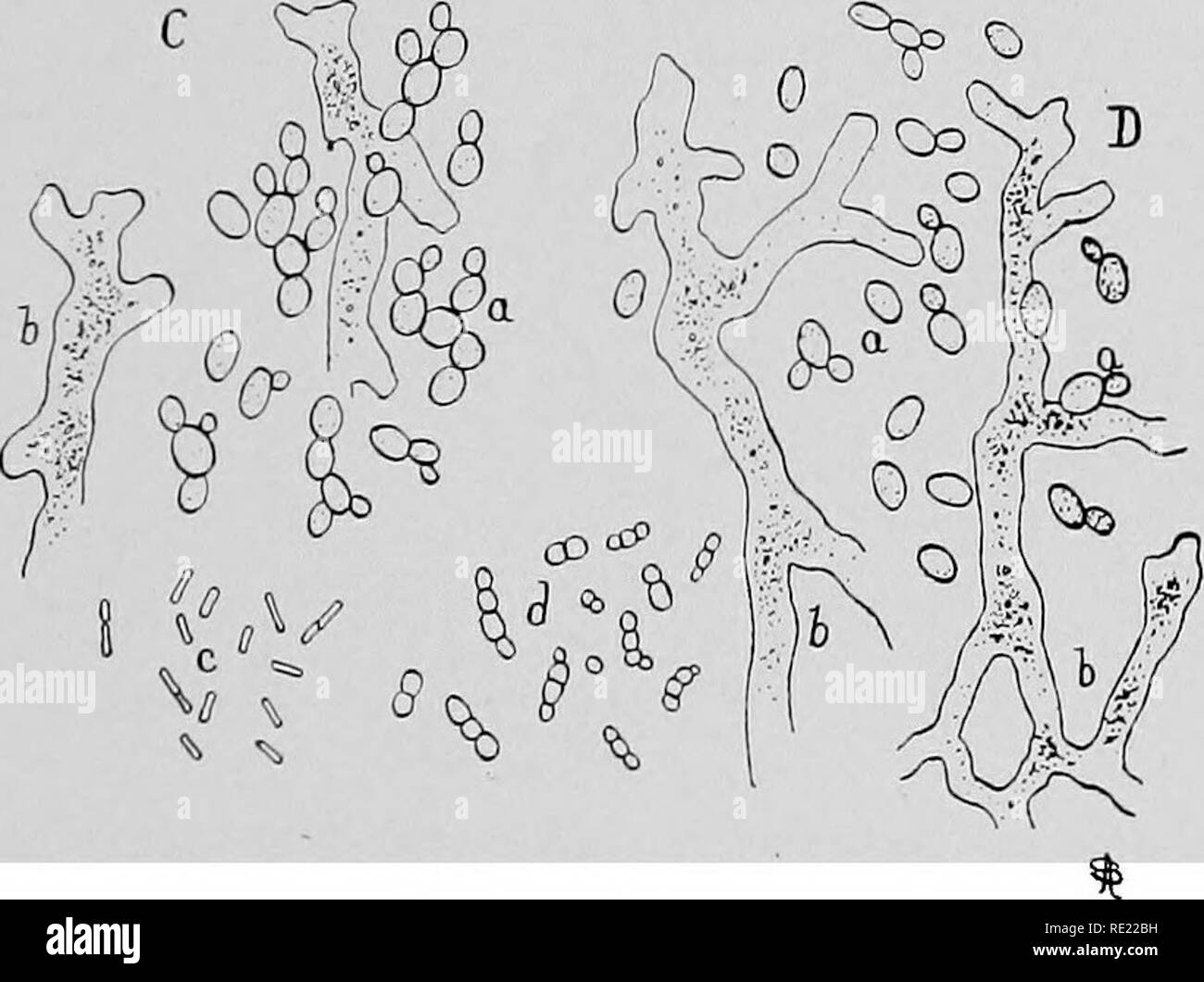 . Pharmaceutical bacteriology, with special reference to disinfection and sterilization. Bacteriology. C&amp;-, 0 . .^ ©. Fig. 72.—Sake making. A, Dead or dying yeast cells; B, active yeast cells which convert the saccharine substances formed by the aspergiUus into alcohol. C, D, yeast cells and hyphae of aspergillus frona the fermenting vats. The Japanese soya sauce (fermented soya beans, Glycine hispidus) and miso, a soup stock of wheat and soya beans, is prepared through the action of Aspergillus oryza and A. wentii. The Javanese arrak is made from rice which is first acted upon by a fungus Stock Photo