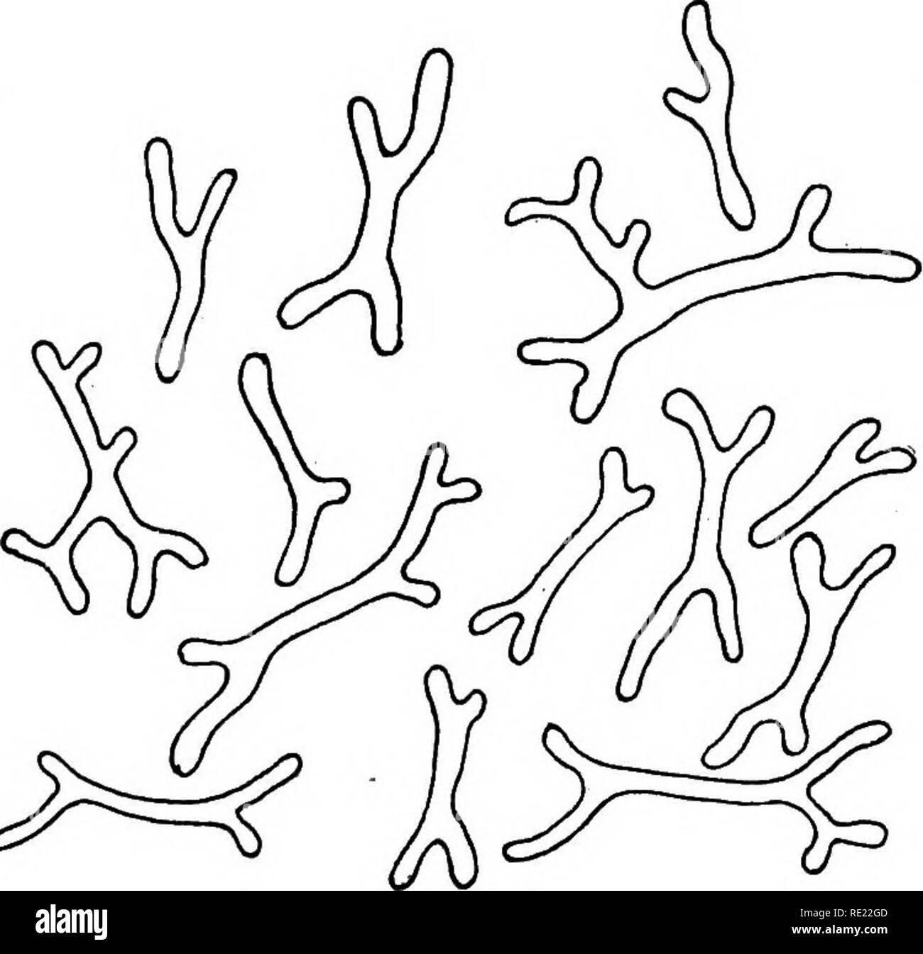 . Pharmaceutical bacteriology, with special reference to disinfection and sterilization. Bacteriology. Fig. 48.—R. mutabile as it appears in mature nodules of red and white clover root nodules. This may be considered the extreme form variation due to hyper-nutrition.. &gt;^ Fig. 49.—R. mutabile from the root nodules of Trifolium heterodon, showing the ex- treme form variation due to hyper-growth. The forms shown in Figs. 7, 8 and 9 are simply natural involution forms of the same species due to differences in environment and host relationship. The chromatin bodies found in the hyper-nourished f Stock Photo