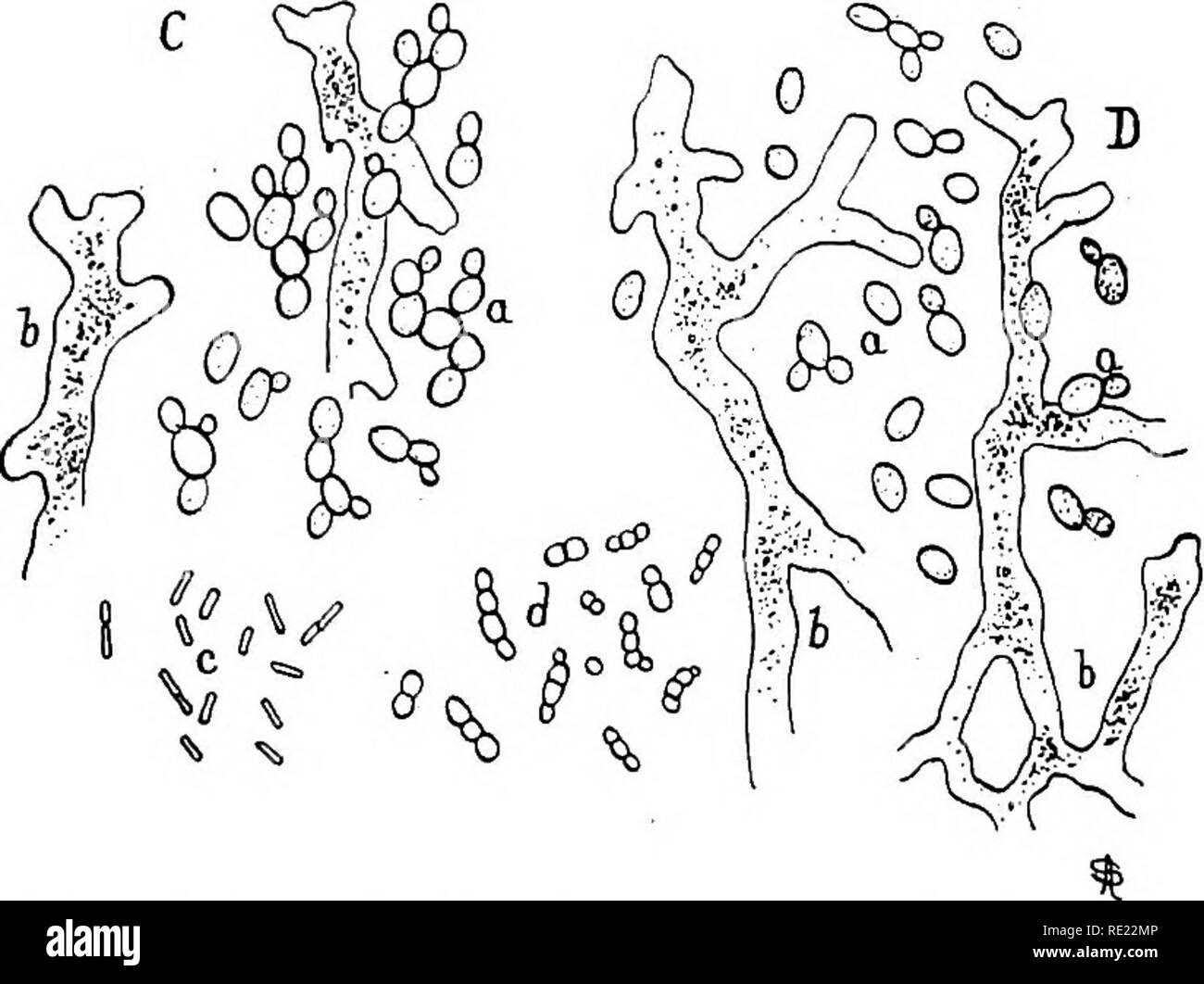 Aspergillus species Black and White Stock Photos & Images - Alamy