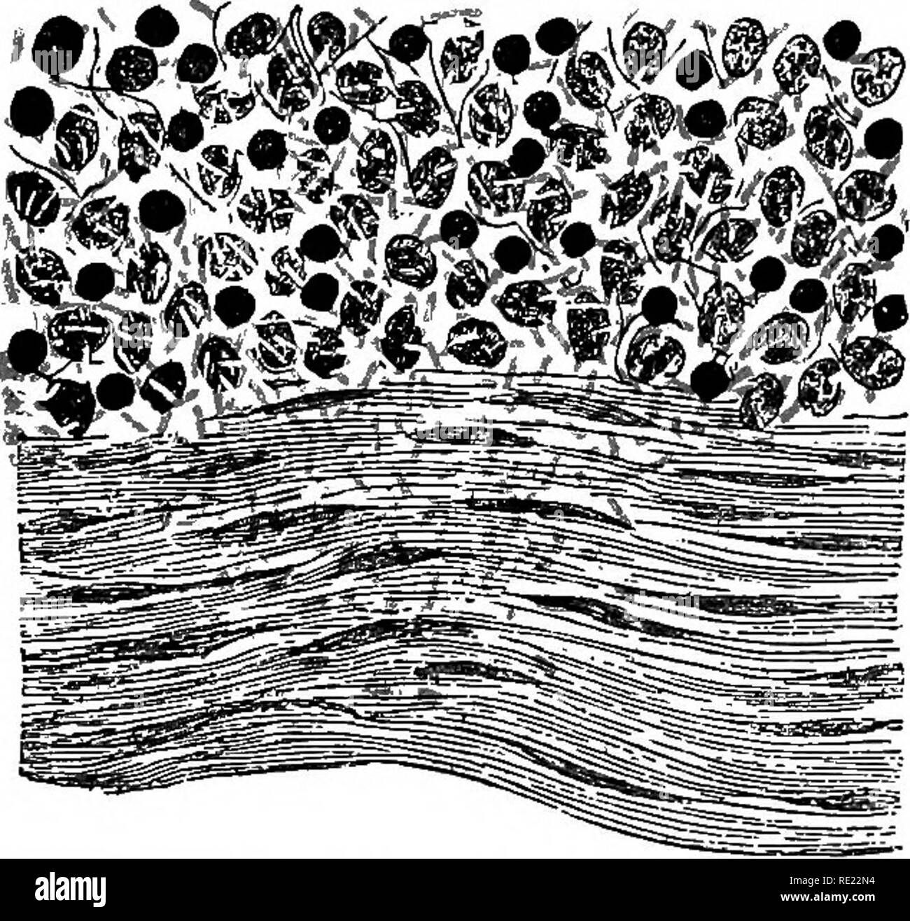 A Text Book Of Bacteriology Bacteriology The Bacillus Of Typhoid Fever 443 Usually Within Forty Eight Hours And That The Bacillus May Be Re Covered From The Various Organs Although It Is Not