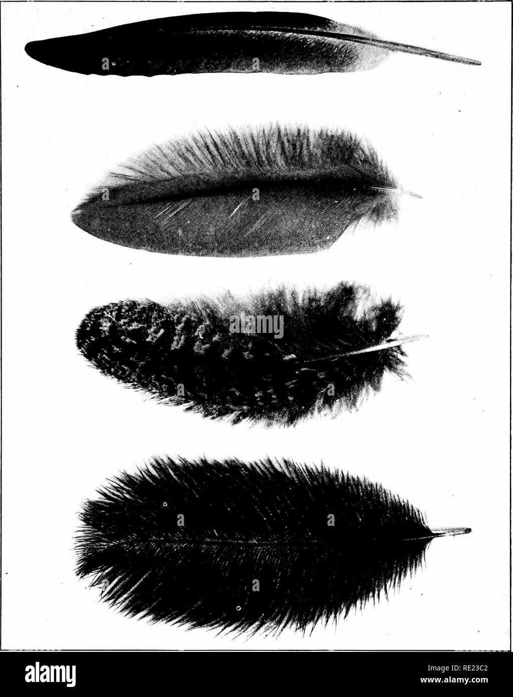 Owl primary wing feather Black and White Stock Photos & Images Alamy