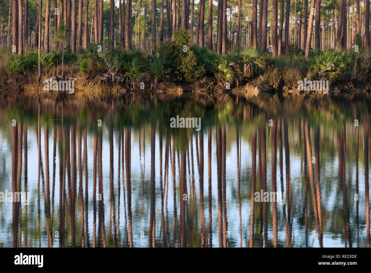 Forest reflections along the banks of Long Pine Key Lake in Everglades National Park near Homestead, Florida Stock Photo