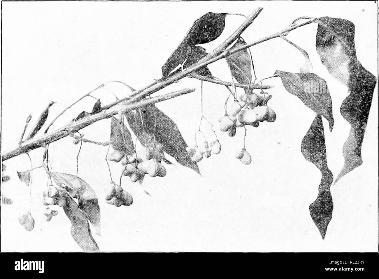 Our Native Birds How To Protect Them And Attract Them To Our Homes Birds 26 Ouil Native Biuds 6 Liuniing Hiisli Or Walioo Eiwiiymus L N S Ai W 7 Wild Liosc