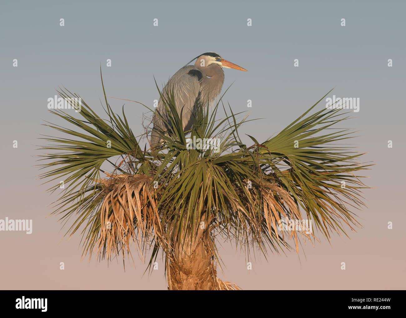 Female great blue heron standing on nest at the Viera Wetlands in Melbourne, Florida Stock Photo