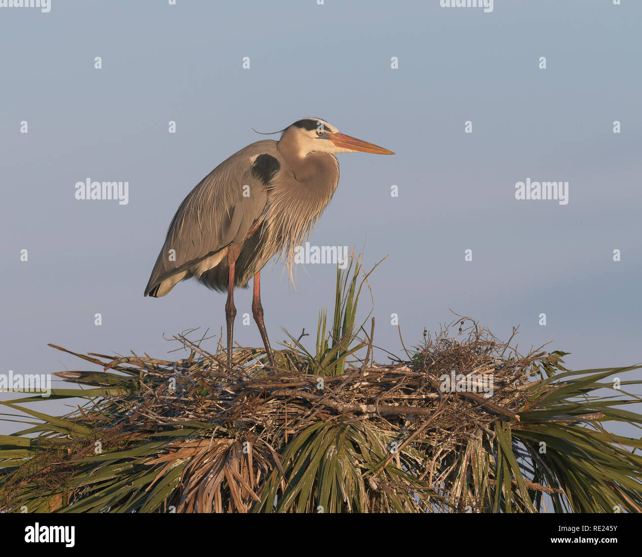 Female great blue heron standing on nest at the Viera Wetlands in Melbourne, Florida Stock Photo