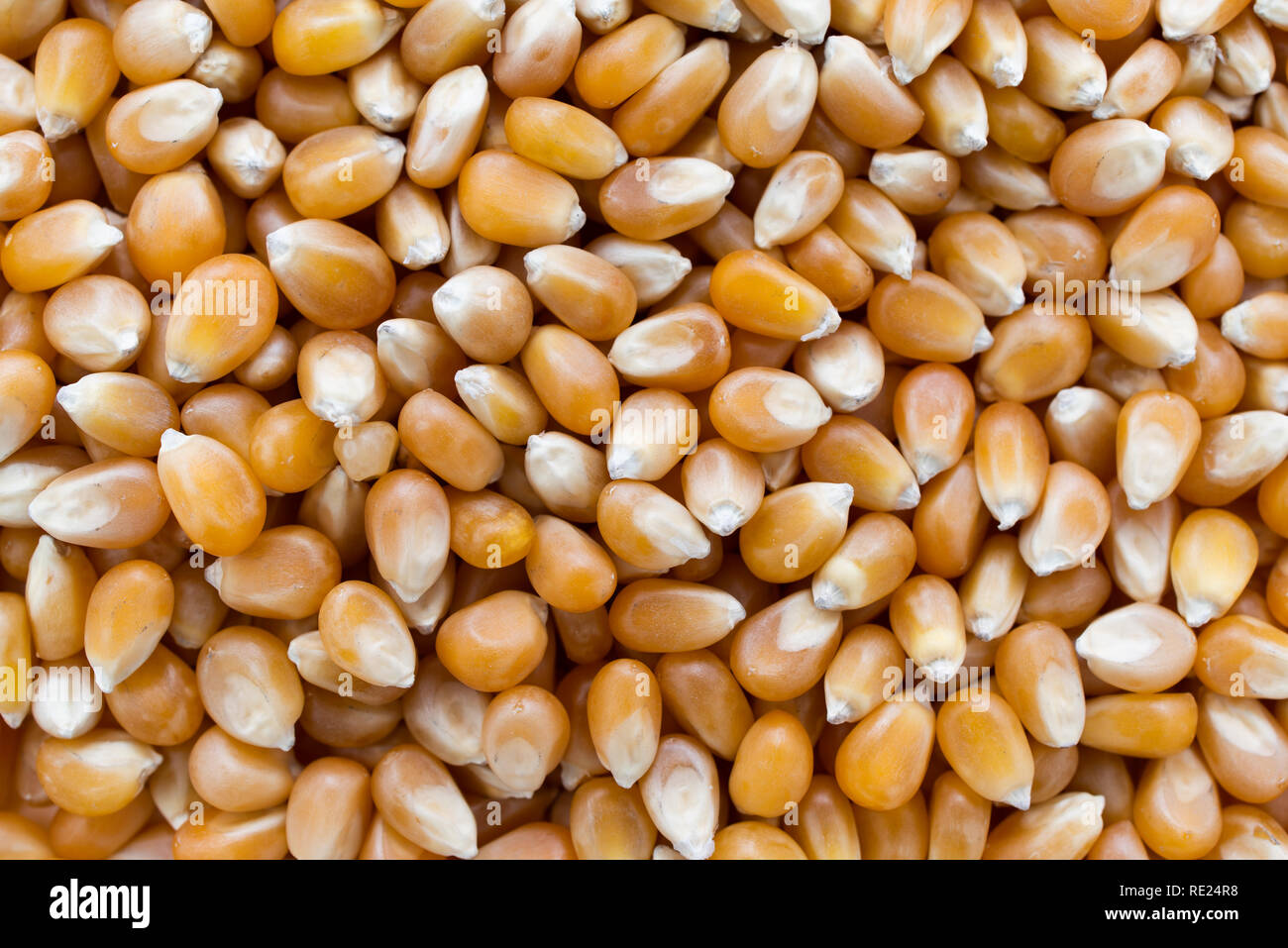 Popcorn maize close up abstract background. Stock Photo