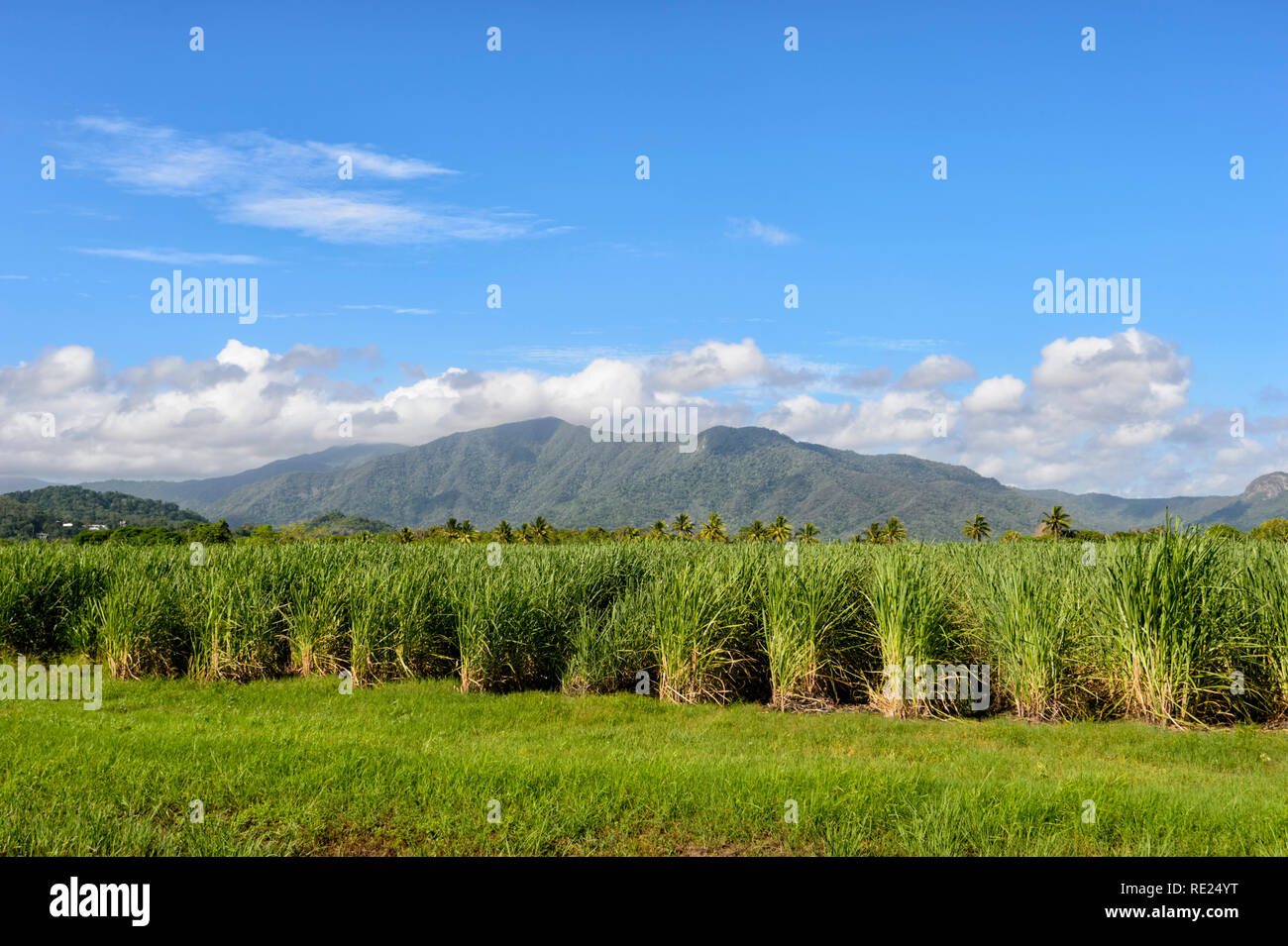 A sugarcane crop with a range in the background, Cairns, Far North Queensland, QLD, FNQ, Australia Stock Photo