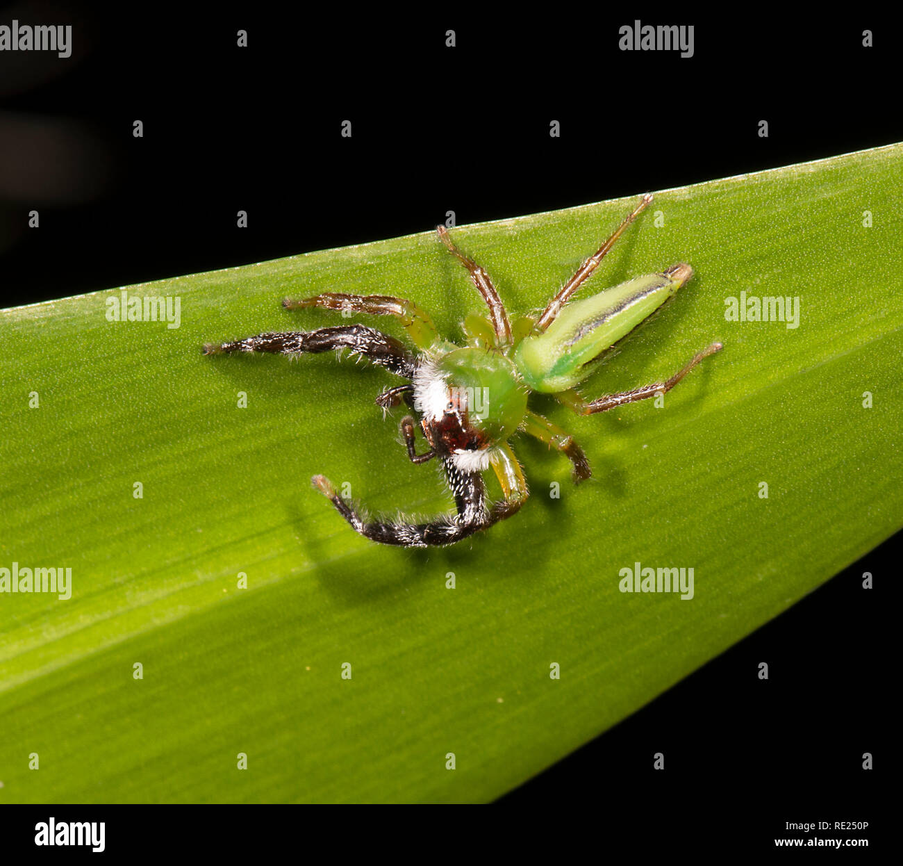 Monkey-faced Jumping Spider (Mopsus mormon) male on foliage, Cairns, Far North Queensland, QLD, FNQ, Australia Stock Photo