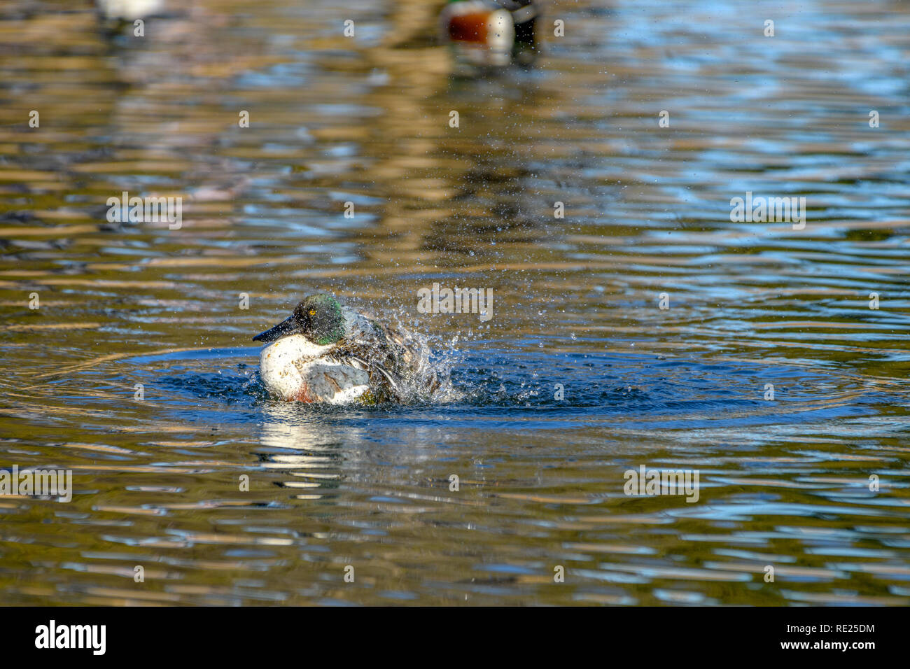 Northern shoveler - (Spatula clypeata) Duck Splashing in water Stock Photo