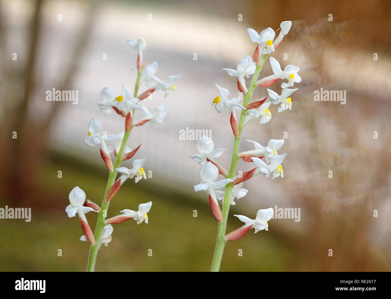 inflorescences of a jewel orchid with tiny white blossoms at a window Stock Photo