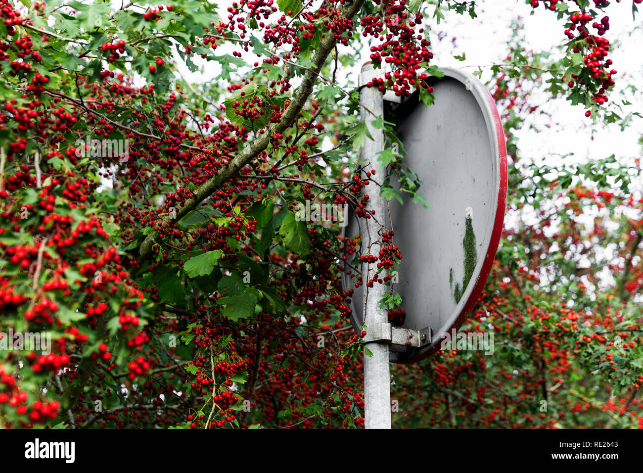 Choke berry matching red road signage. A visual illusion for those daring tomato the brain work a little. Stock Photo