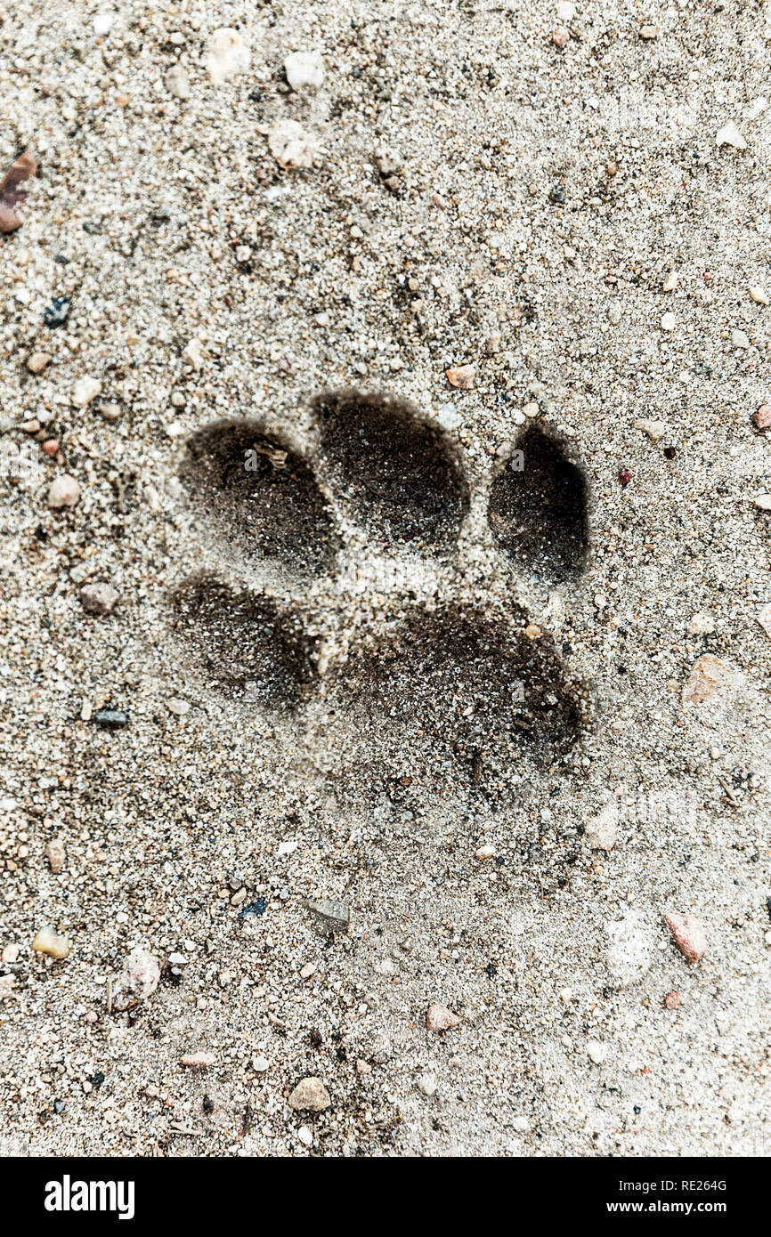 Little dog foot print in the sand, where the foot has dipped in and out leaving the perfect mark. Stock Photo