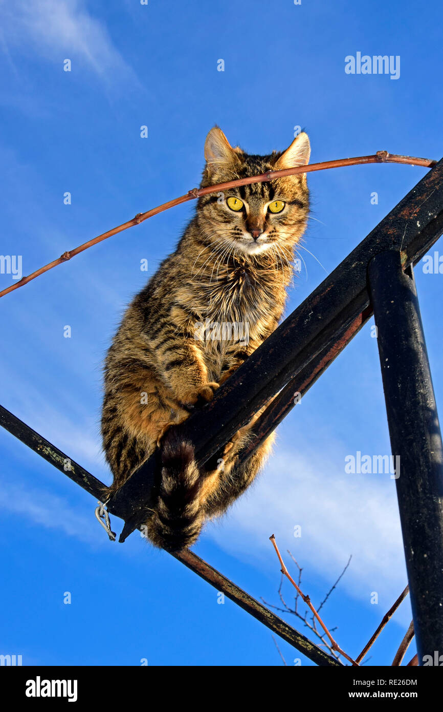 Blue Mackerel Tabby High Resolution Stock Photography and Images Alamy