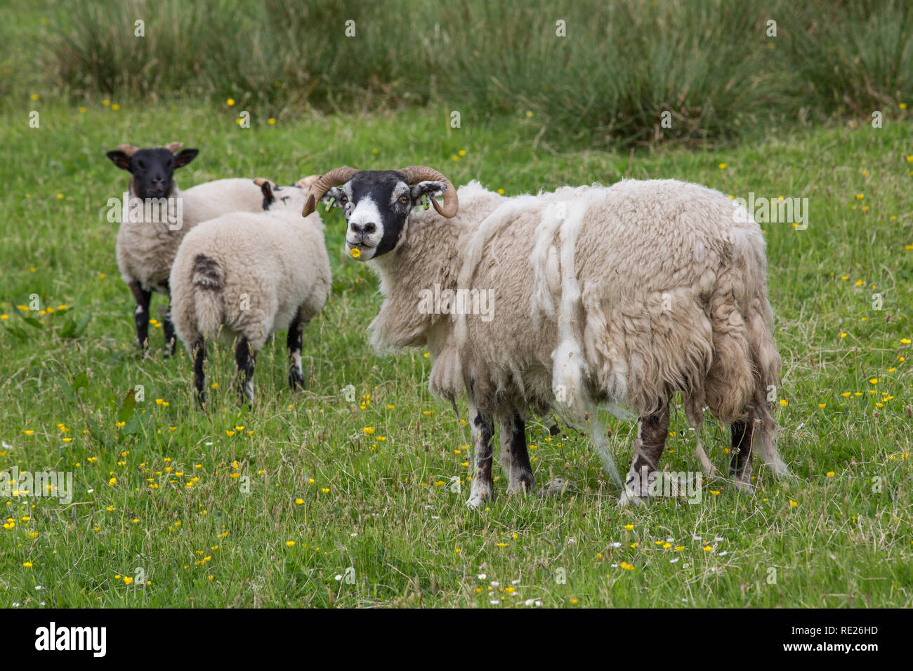Scottish Blackface Ewe with well-grown lambs. Hill breed. Buttercup (Ranunculus sp. ), flower in mouth. Shedding fleece naturally. Tails of both ewe and lambs intact, ie not docked. Stock Photo