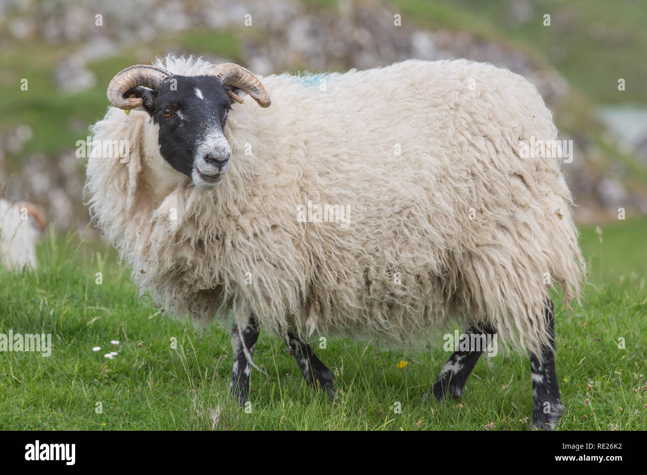 Scottish Blackface Sheep. (Ovis aries). Ewe. Profile. Sideways look. Full fleece. The Island of Mull. The inner Hebrides. West coast of Scotland. Stock Photo