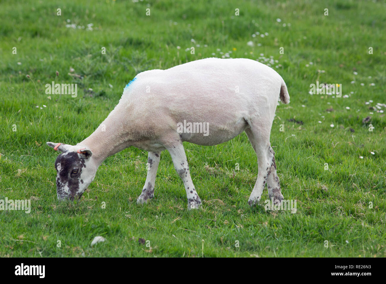 Scottish Blackface or, Black Face Sheep (Ovis aries). Ewe, recently shorn of wool coat or fleece. Grazing. June. Isle of Iona, Inner Hebrides, West Coast of Scotland. Stock Photo