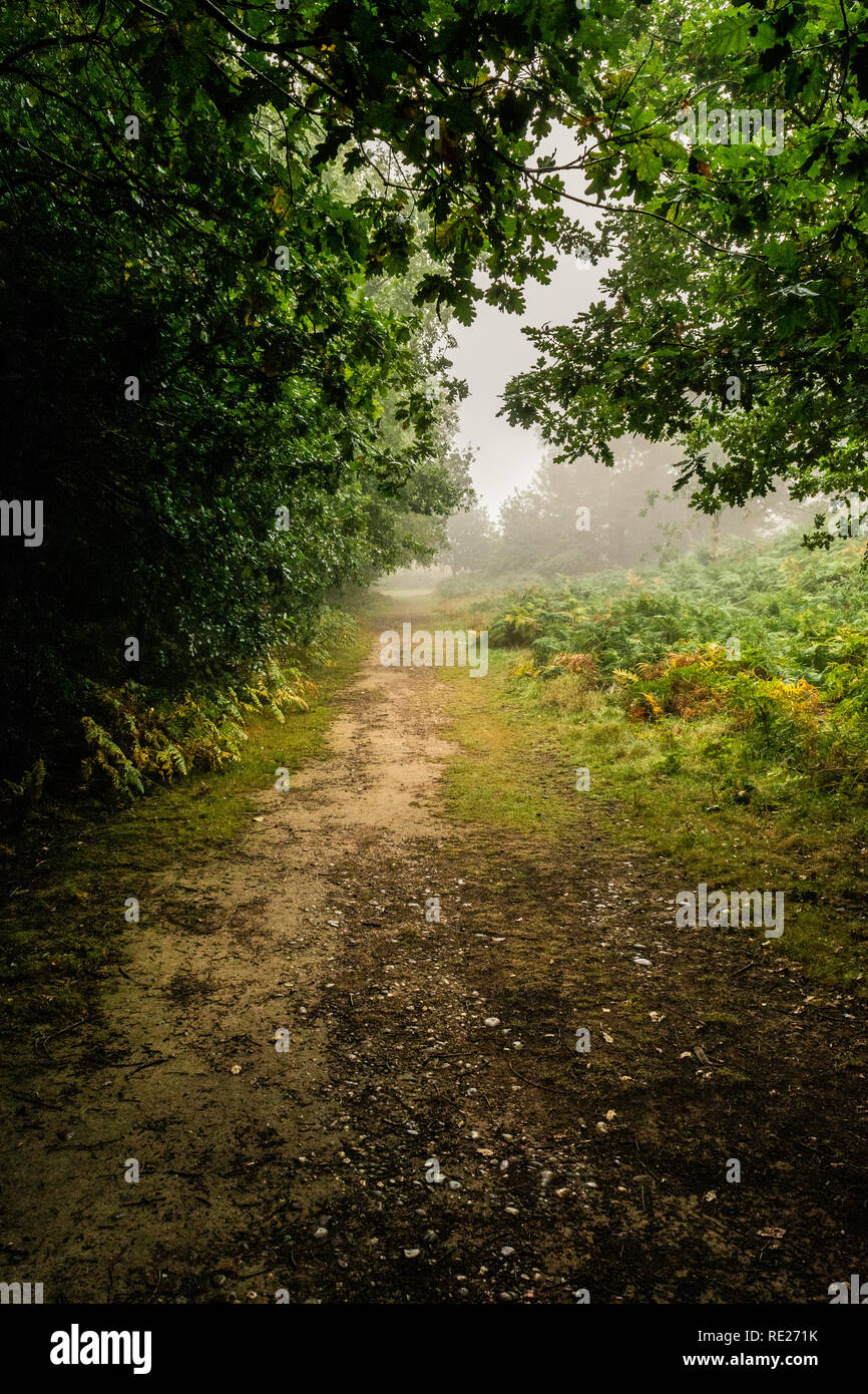 Hiking trails on Woodbury Common shrouded in mist, East Devon, South ...